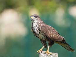 Attēlu rezultāti vaicājumam “Buteo buteo”