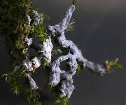 Attēlu rezultāti vaicājumam “Didymium serpula young”