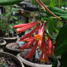 Attēlu rezultāti vaicājumam “Lonicera caerulea var. pallasii flower”