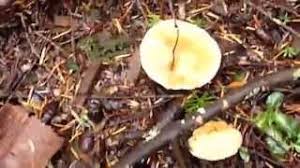 Attēlu rezultāti vaicājumam “Rozites caperata”