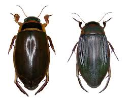 Attēlu rezultāti vaicājumam “Dytiscus marginalis”