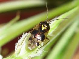 Attēlu rezultāti vaicājumam “Orthops basalis”