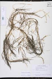 Attēlu rezultāti vaicājumam “Stuckenia pectinata”