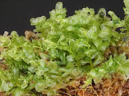 Attēlu rezultāti vaicājumam “Plagiomnium affine”