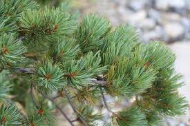Attēlu rezultāti vaicājumam “Pinus pumila”