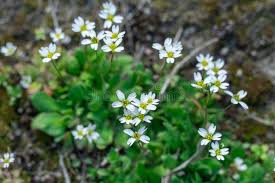 Attēlu rezultāti vaicājumam “Erophila verna flower”