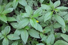 Attēlu rezultāti vaicājumam “Mercurialis perennis”