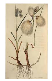 Attēlu rezultāti vaicājumam “Eriophorum angustifolium flower”