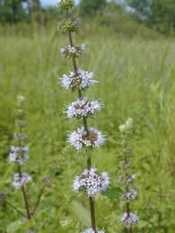 Attēlu rezultāti vaicājumam “Mentha arvensis leaf”