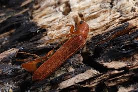 Attēlu rezultāti vaicājumam “Hylecoetus dermestoides male”