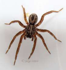 Attēlu rezultāti vaicājumam “Lycosidae”