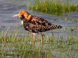 Attēlu rezultāti vaicājumam “Philomachus pugnax adult”