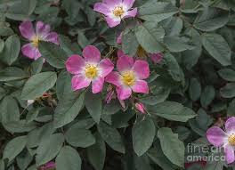 Attēlu rezultāti vaicājumam “Rosa glauca flower”
