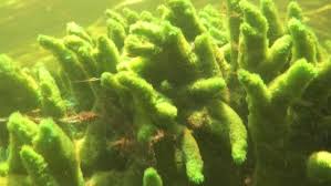 Attēlu rezultāti vaicājumam “Spongilla lacustris”