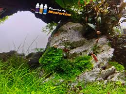 Attēlu rezultāti vaicājumam “Riccardia chamaedryfolia”