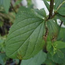 Attēlu rezultāti vaicājumam “Scrophularia nodosa flower”