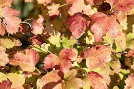 Attēlu rezultāti vaicājumam “Viburnum opulus leaf”