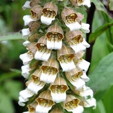 Image result for Digitalis lanata