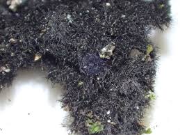 Attēlu rezultāti vaicājumam “Cystocoleus ebeneus”