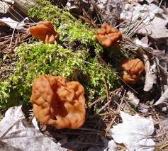 Attēlu rezultāti vaicājumam “Gyromitra gigas”