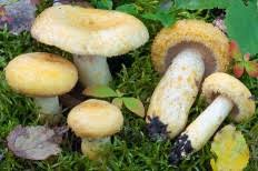 Attēlu rezultāti vaicājumam “Lactarius repraesentaneus”