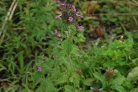 Attēlu rezultāti vaicājumam “Clinopodium vulgare fruit”