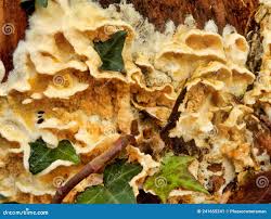 Attēlu rezultāti vaicājumam “Trametes ochracea”