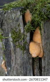 Attēlu rezultāti vaicājumam “Lycogala irregulare young”