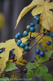 Attēlu rezultāti vaicājumam “Ampelopsis glandulosa var. brevipedunculata”