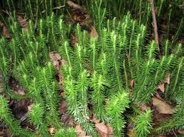 Attēlu rezultāti vaicājumam “Lycopodium dubium”