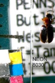 Attēlu rezultāti vaicājumam “Acupalpus flavicollis”