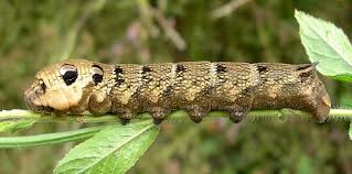 Attēlu rezultāti vaicājumam “Deilephila elpenor larva”