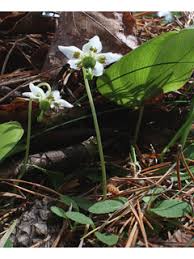 Attēlu rezultāti vaicājumam “Moneses uniflora fruit”