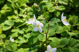 Attēlu rezultāti vaicājumam “Isopyrum thalictroides flower”