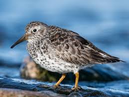 Attēlu rezultāti vaicājumam “Calidris”