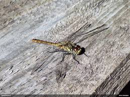 Attēlu rezultāti vaicājumam “Gulielmina vermicularis macro”