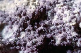 Attēlu rezultāti vaicājumam “Nectriopsis violacea”