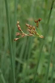 Attēlu rezultāti vaicājumam “Juncus inflexus bud”