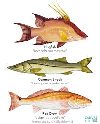 Image result for Lachnolaimus maximus