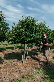 Attēlu rezultāti vaicājumam “Crataegus persimilis”