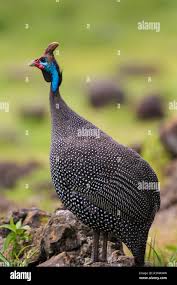 Attēlu rezultāti vaicājumam “Numida meleagris”