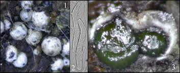 Attēlu rezultāti vaicājumam “Lasiosphaeria ovina”