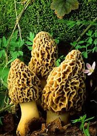 Attēlu rezultāti vaicājumam “Morchella sp.”