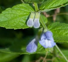 Attēlu rezultāti vaicājumam “Scutellaria galericulata leaf”