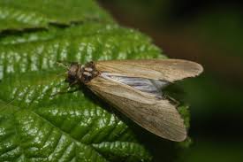 Attēlu rezultāti vaicājumam “Oecetis ochracea”