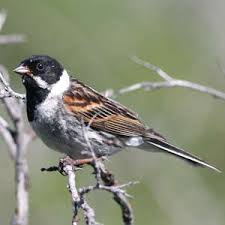 Attēlu rezultāti vaicājumam “Emberiza schoeniclus”
