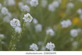 Attēlu rezultāti vaicājumam “Berteroa incana leaf”