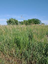 Attēlu rezultāti vaicājumam “Phalaroides arundinacea fruit”