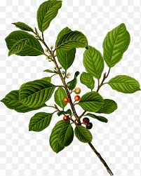 Attēlu rezultāti vaicājumam “Rhamnus cathartica leaf”
