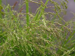 Attēlu rezultāti vaicājumam “Glyceria striata fruit”